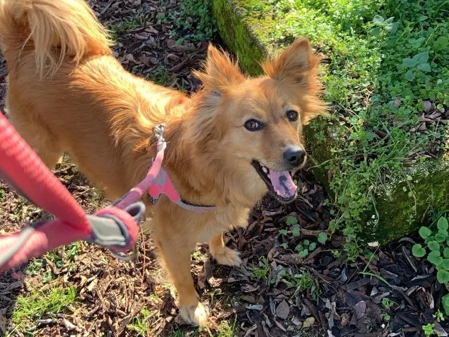 Adotta un cane, taglia media contenuta, femmina, Frosinone
