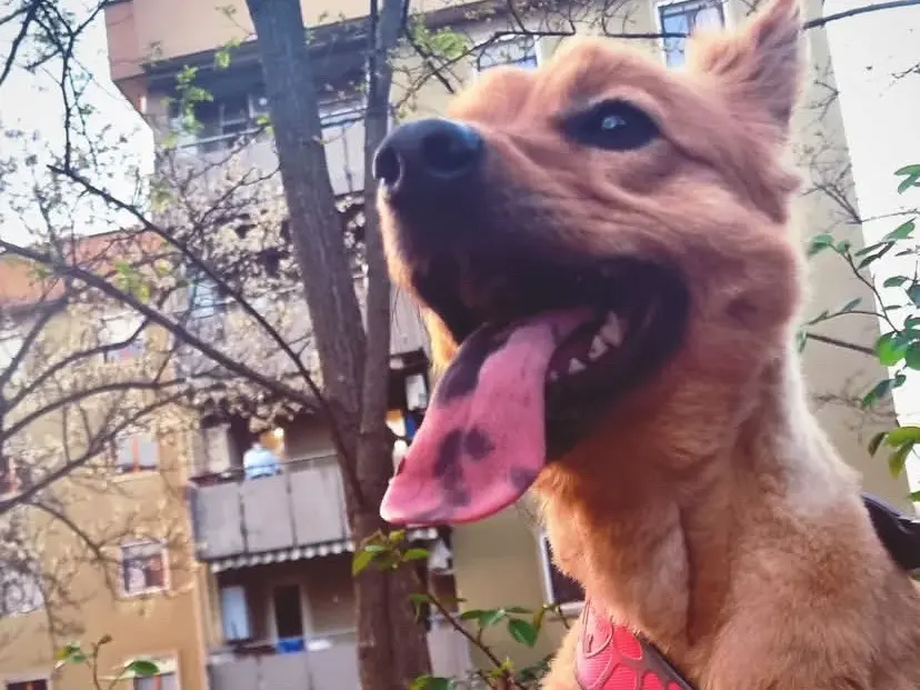 Adotta un cane, femmina, 6 anni, Frosinone