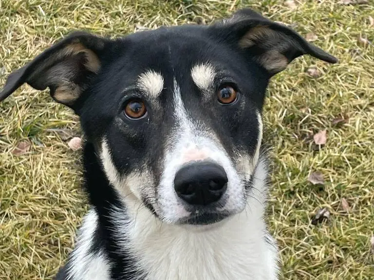 Vuoi adottare un cane a Pavia?