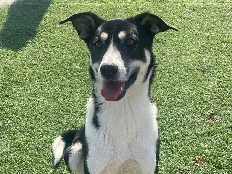 Adotta il cane Randal a Pavia
