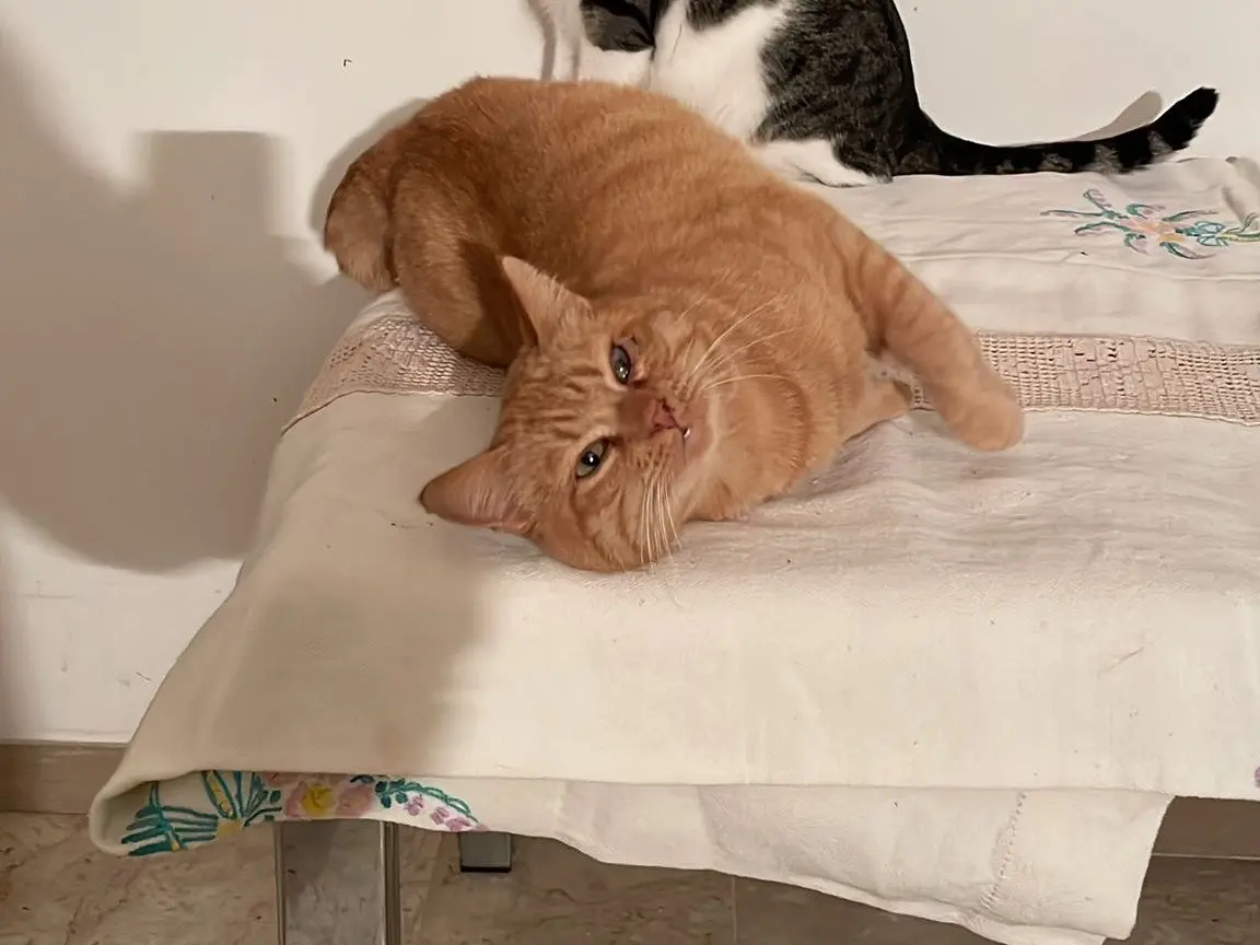 Vuoi adottare un gatto a Roma?
