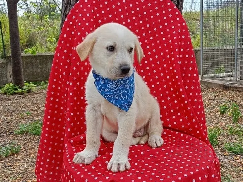 Adozione cane, maschio, Razza sconosciuta Razza sconosciuta, 1 anno e 7 mesi, taglia media, Cosenza