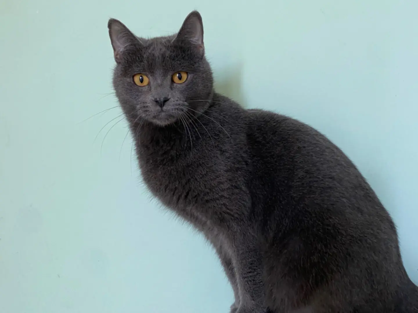 Adozione gatto, maschio, Razza sconosciuta Razza sconosciuta, 5 anni e 5 mesi, taglia non valida, Terni