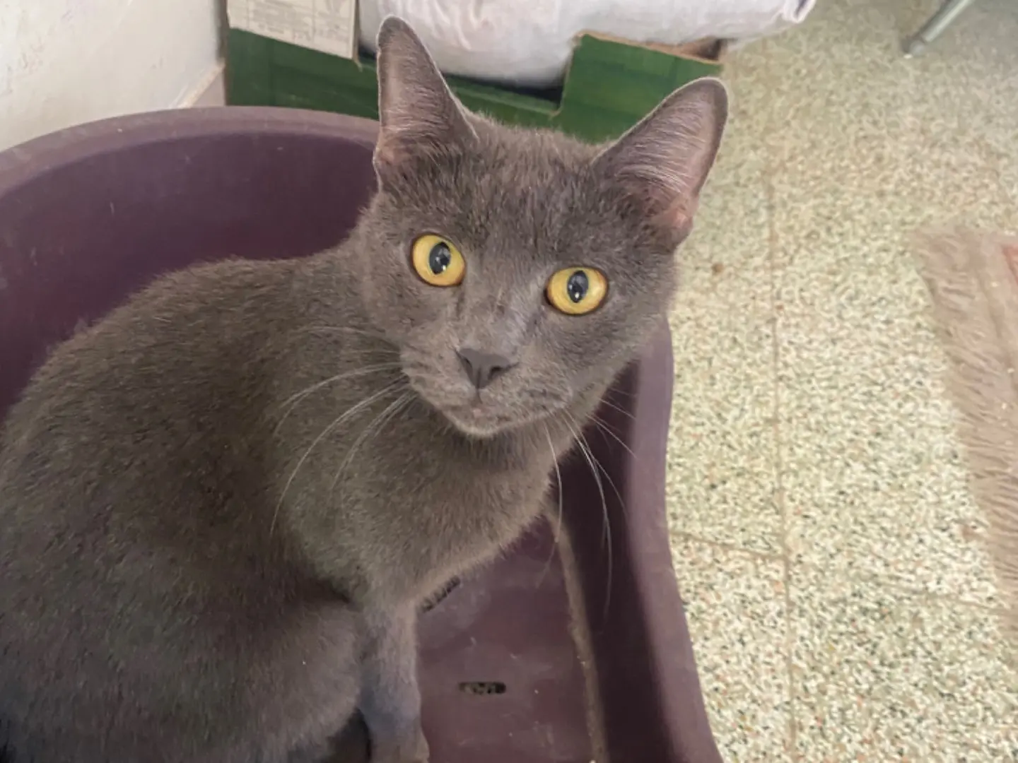Adotta un gatto, maschio, 5 anni e 5 mesi, Terni