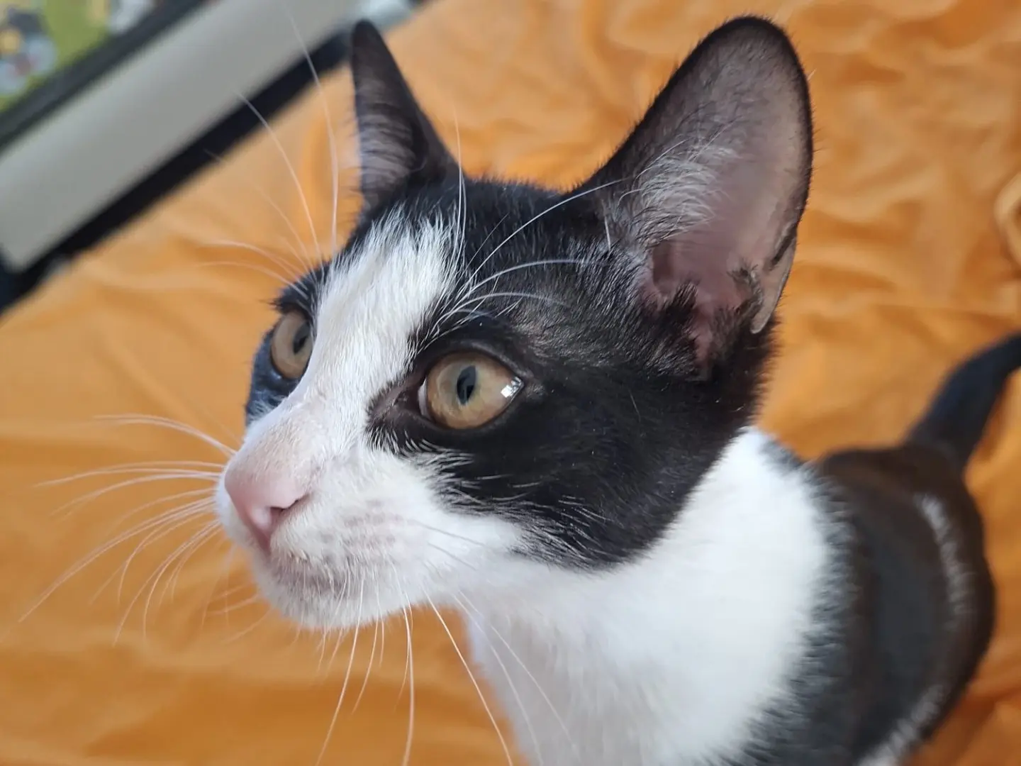 Adotta un gatto, maschio, 5 mesi, Siracusa