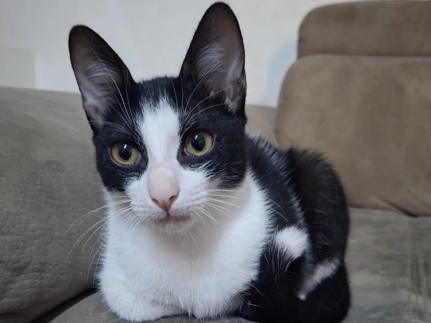 Adozione gatto, maschio, Razza sconosciuta Razza sconosciuta, 5 mesi, taglia non valida, Siracusa