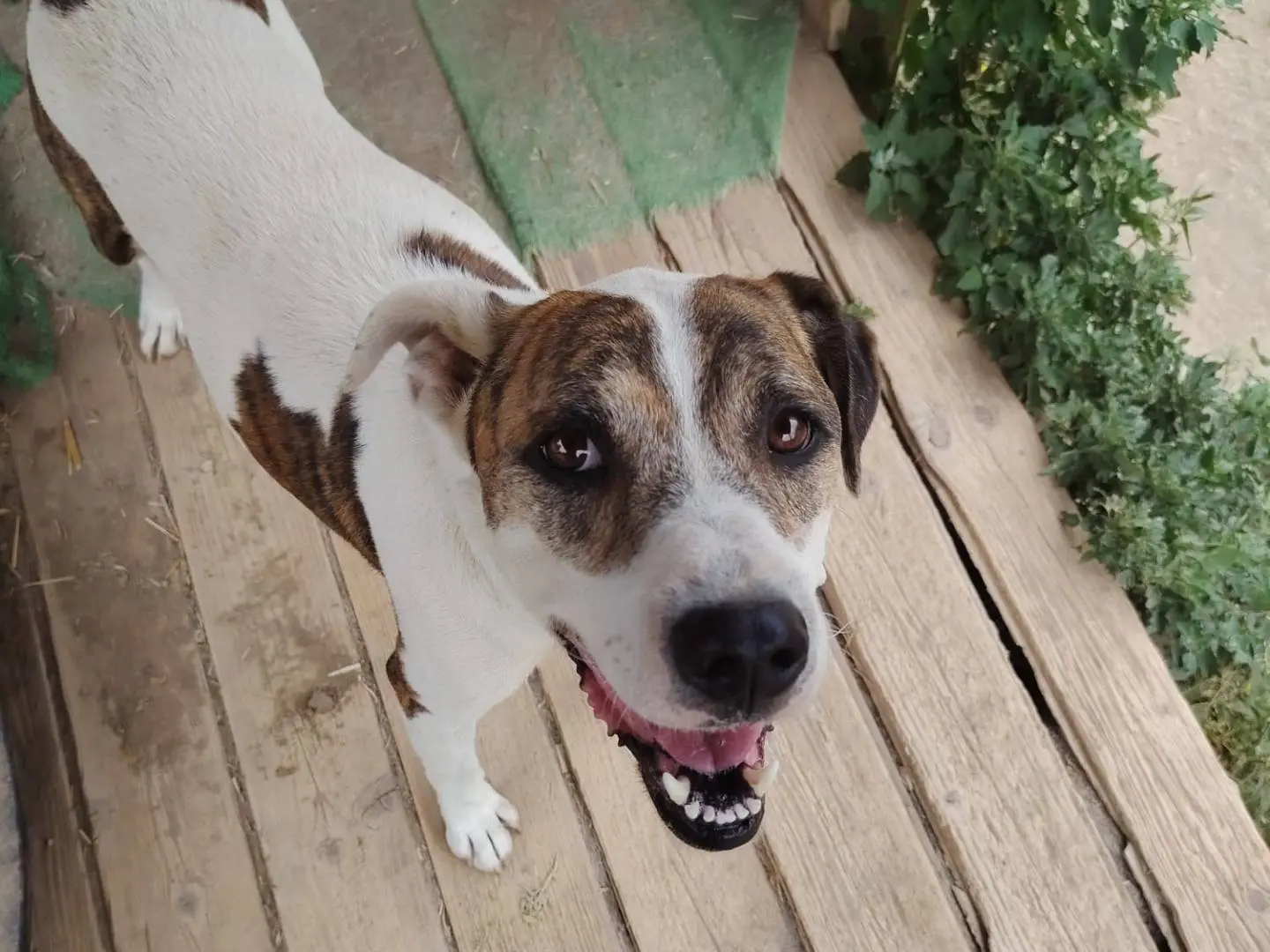 Adotta un cane, maschio, 6 anni e 6 mesi, Roma