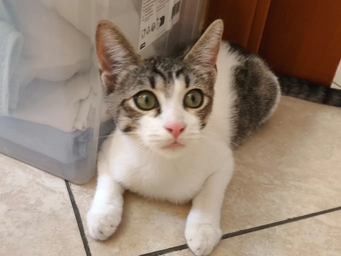 Adotta un gatto, taglia non valida, maschio, Cosenza