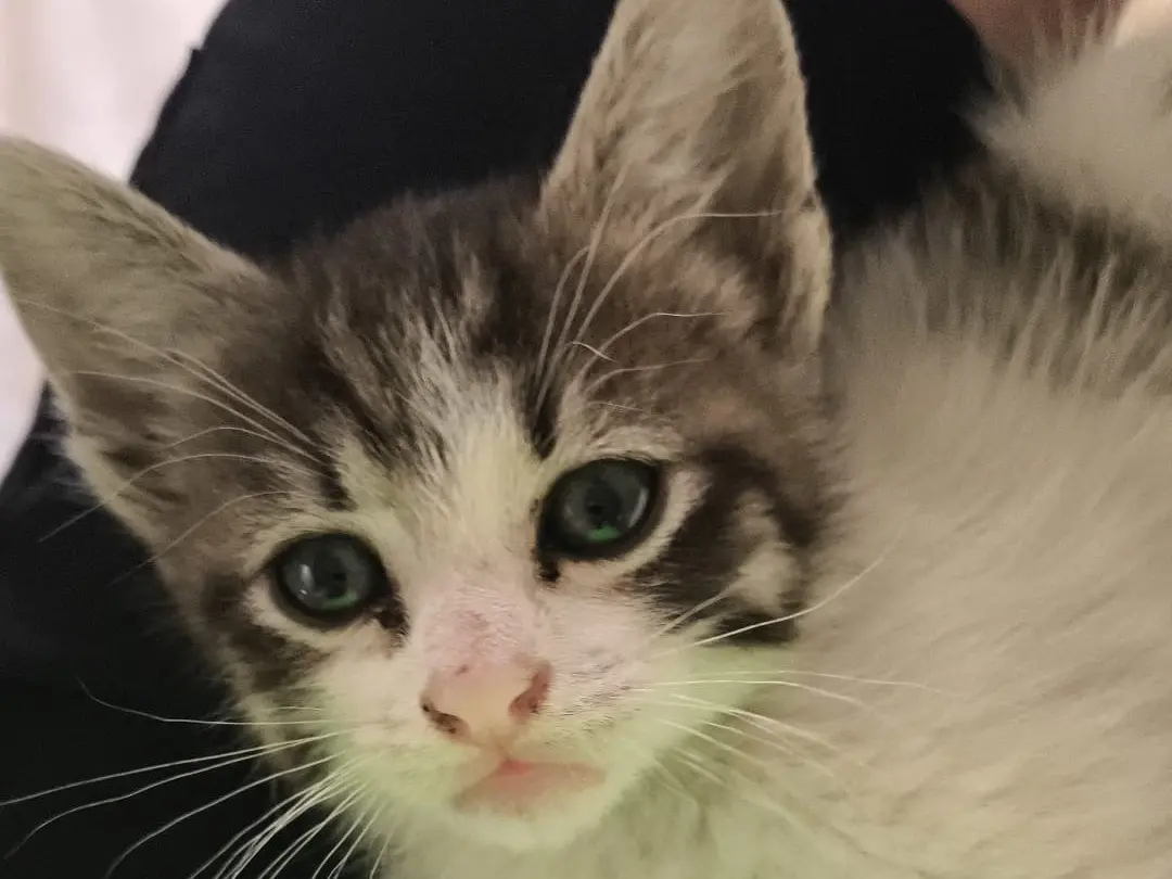 Adozione gatto, maschio, Razza sconosciuta Razza sconosciuta, 5 mesi, taglia non valida, Cosenza