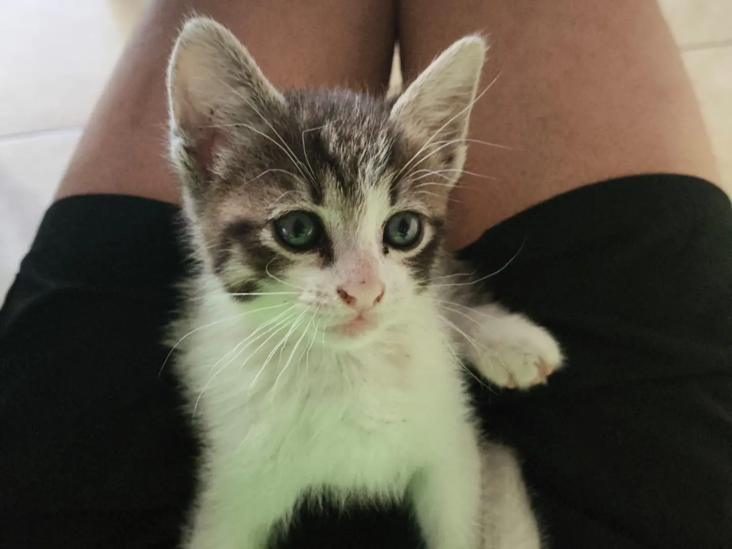 Adotta un gatto, maschio, 5 mesi, Cosenza
