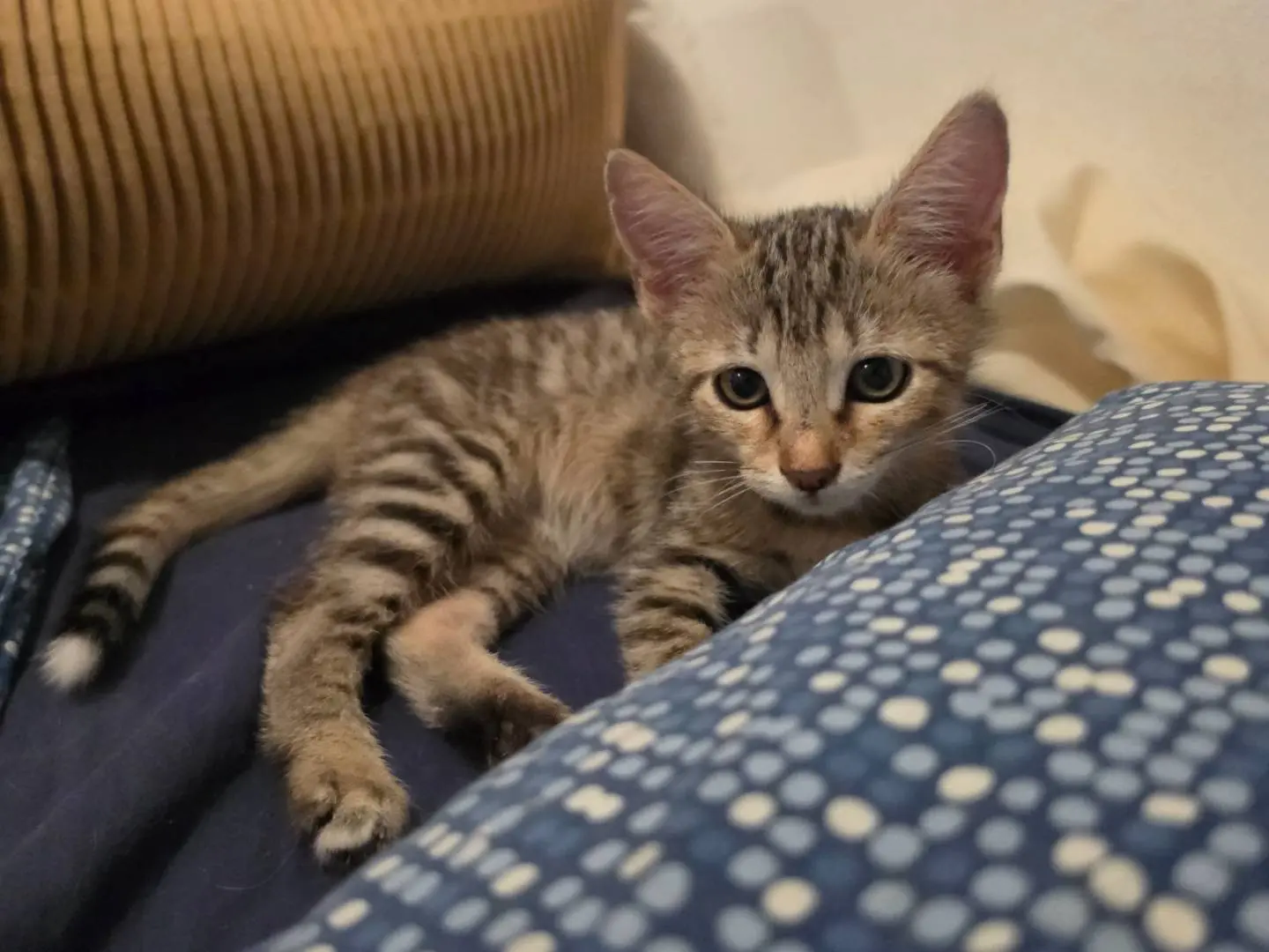 Adozione gatto, femmina, Razza sconosciuta Razza sconosciuta, 2 mesi, taglia non valida, Livorno