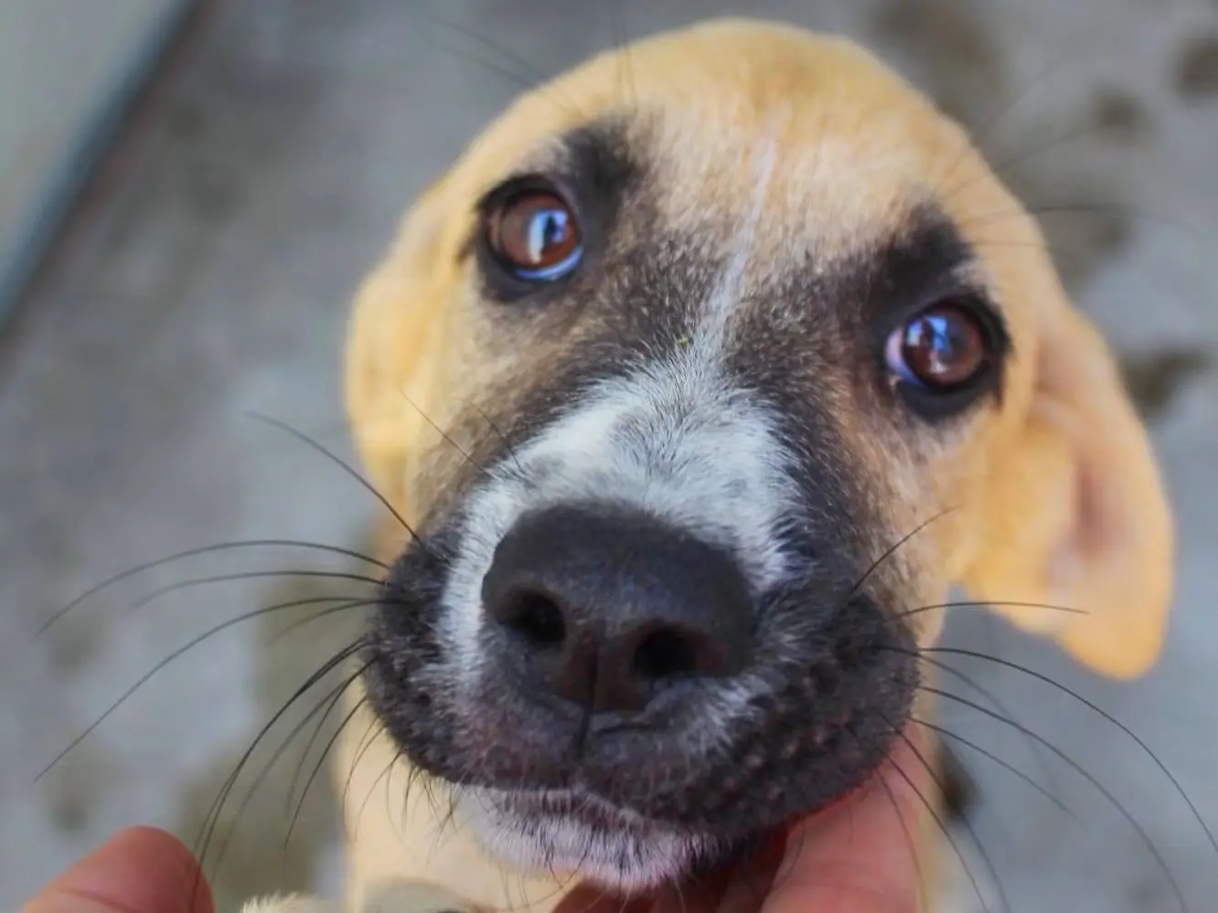 Adozione cane, femmina, Razza sconosciuta Razza sconosciuta, 7 mesi, taglia media, Cosenza