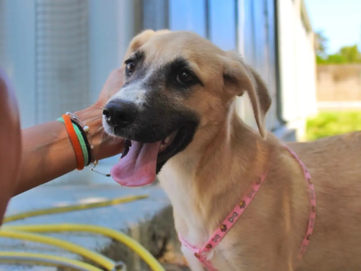 Adotta un cane, femmina, 7 mesi, Cosenza