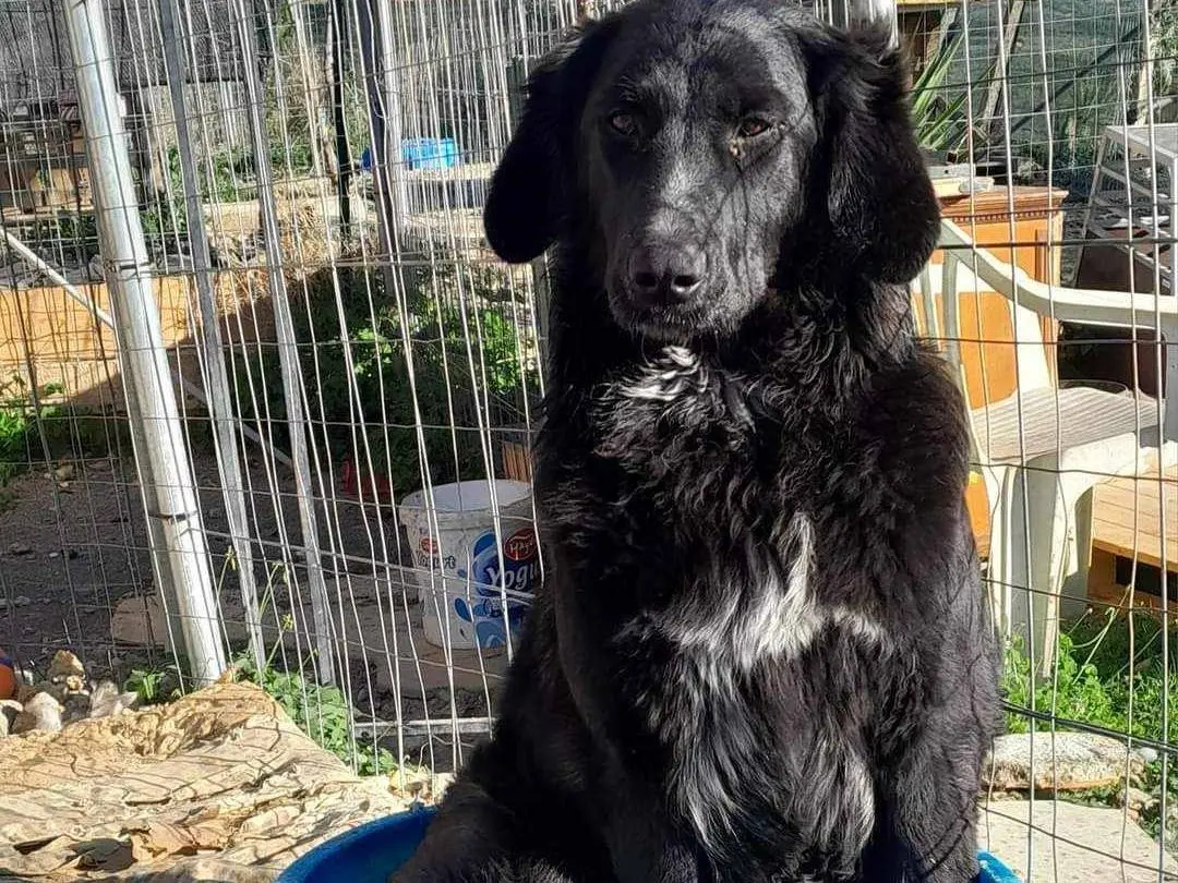 Vuoi adottare un cane a Catania?
