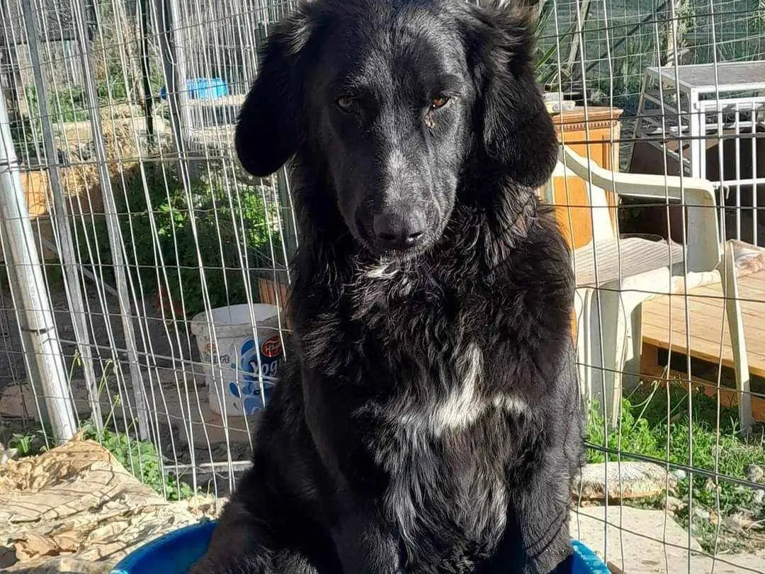 Adozione cane, femmina, meticcio, 3 anni e 6 mesi, taglia media, Catania