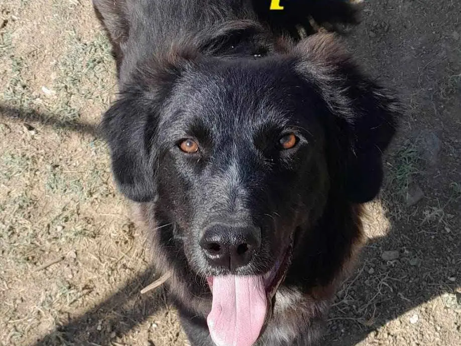 Adotta un cane, femmina, 3 anni e 6 mesi, Catania