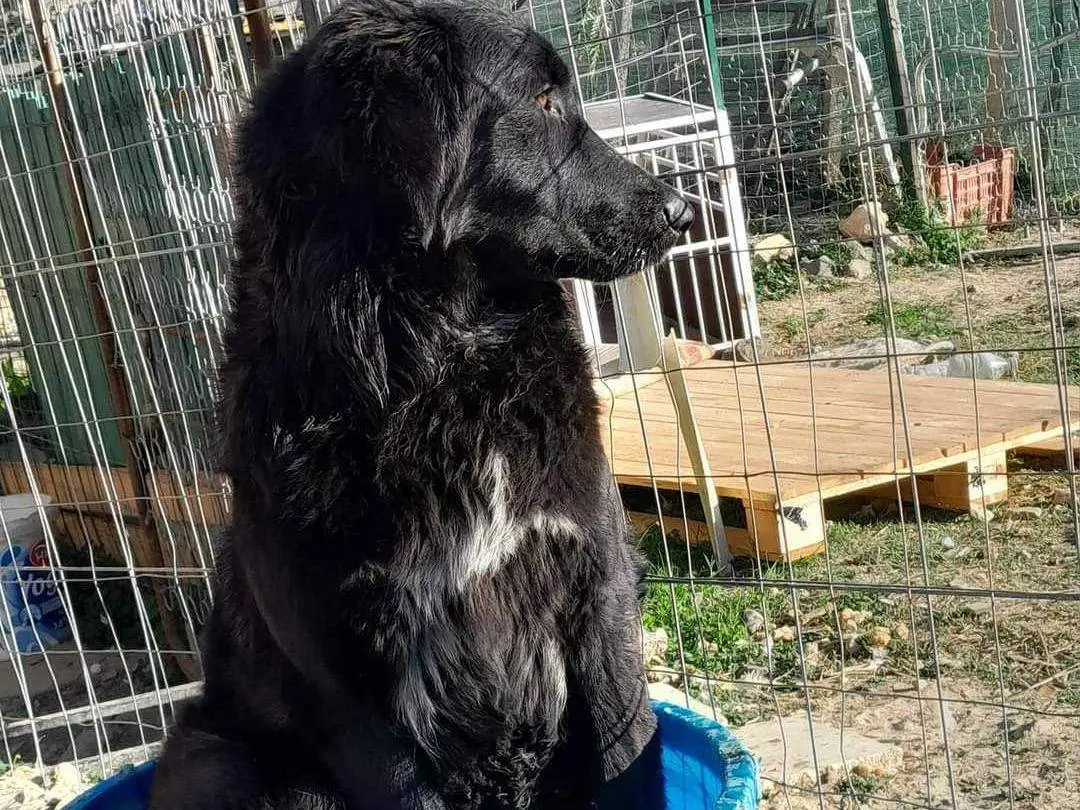 Adotta un cane, taglia media, femmina, Catania
