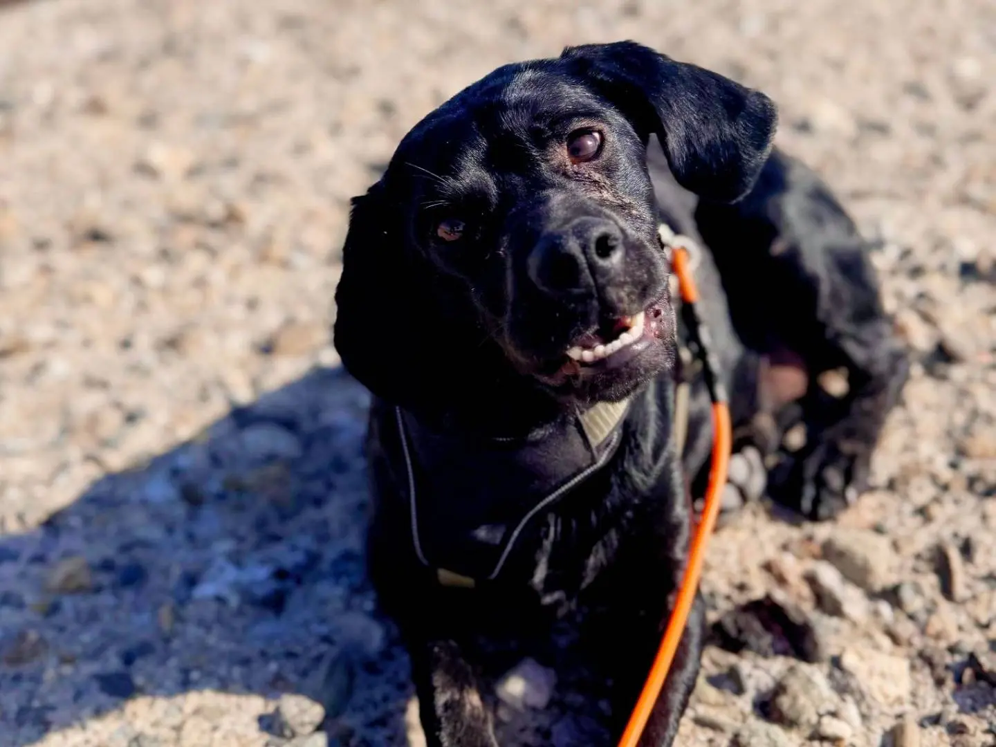 Adozione cane, femmina, Razza sconosciuta Razza sconosciuta, 2 anni e 11 mesi, taglia media contenuta, Crotone