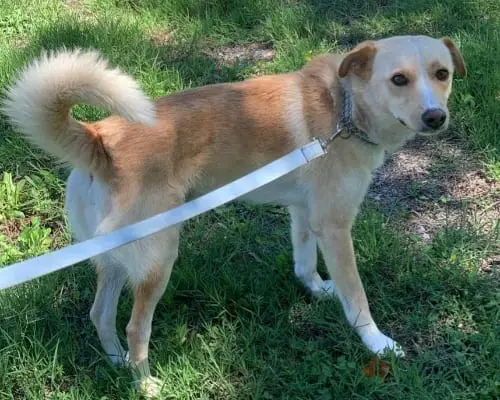 Vuoi adottare un cane a Potenza?