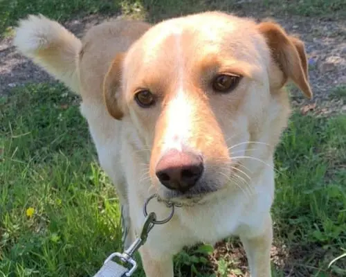 Adotta un cane, taglia media contenuta, maschio, Potenza