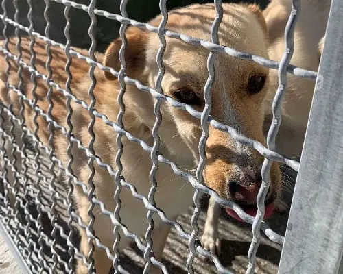 Adotta il cane Green a Potenza