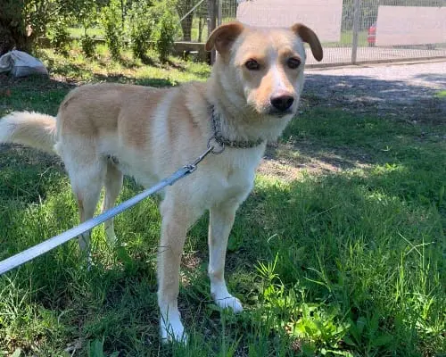 Adotta un cane, maschio, 6 anni e 11 mesi, Potenza