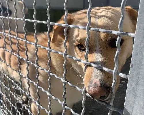 Adozione cane, maschio, meticcio, 6 anni e 11 mesi, taglia media contenuta, Potenza
