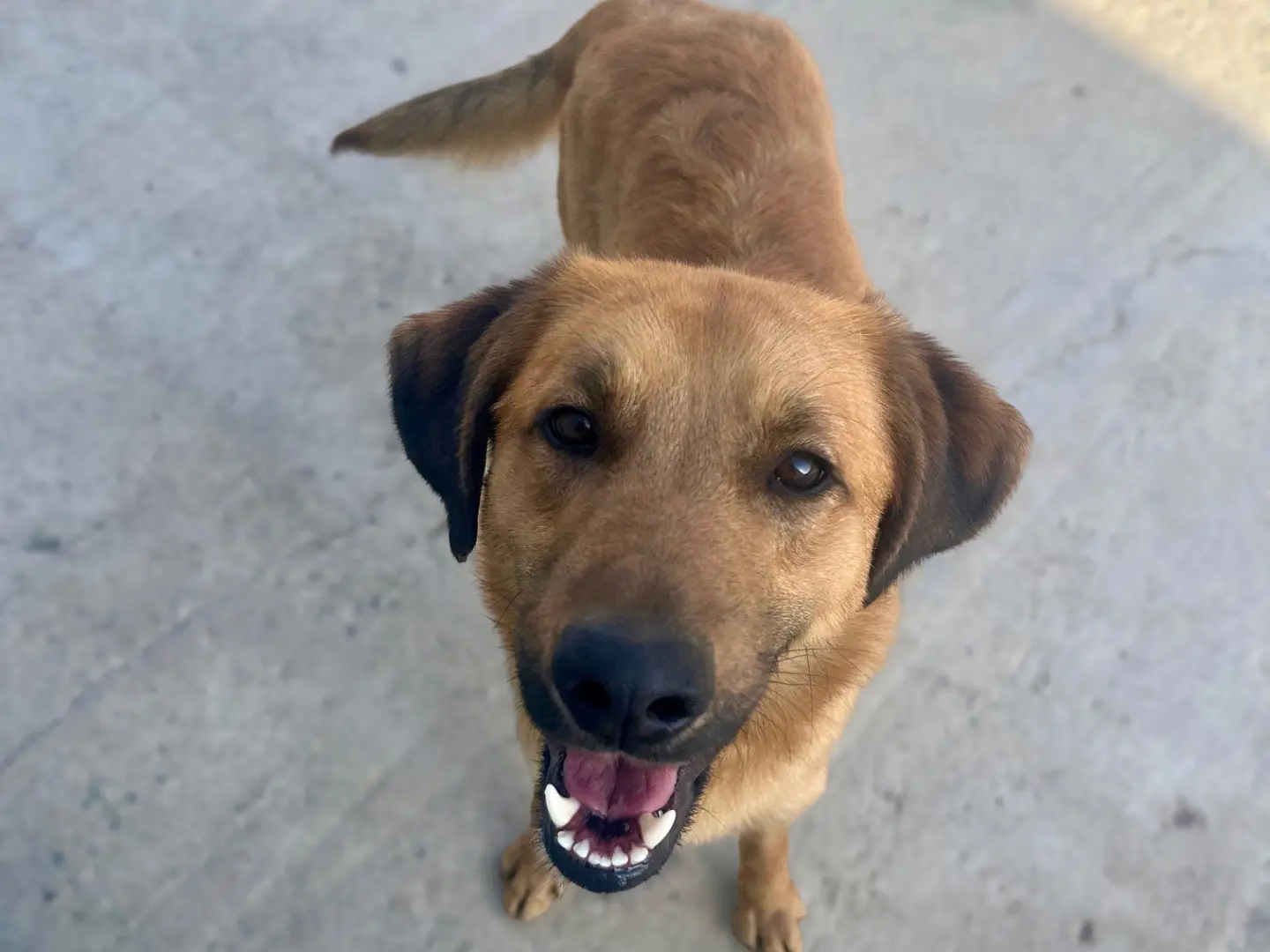Adotta un cane, maschio, 1 anno e 9 mesi, Sud