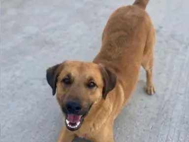 Vuoi adottare un cane a Sud?