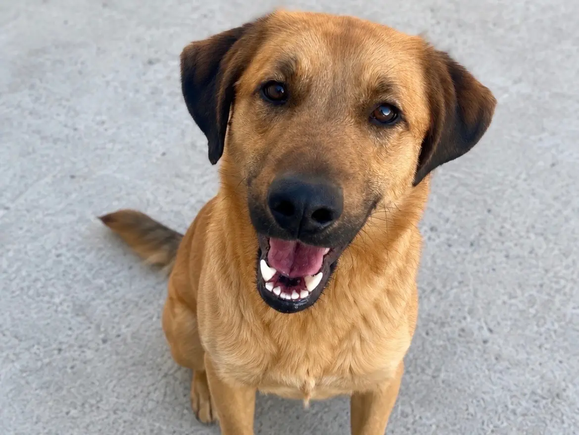 Adozione cane, maschio, Razza sconosciuta Razza sconosciuta, 1 anno e 9 mesi, taglia media, Sud
