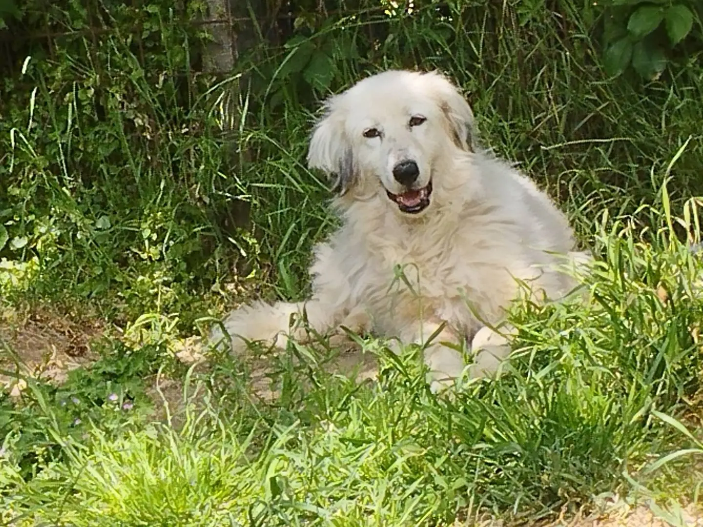 Adotta un cane, femmina, 9 anni e 8 mesi, Pavia