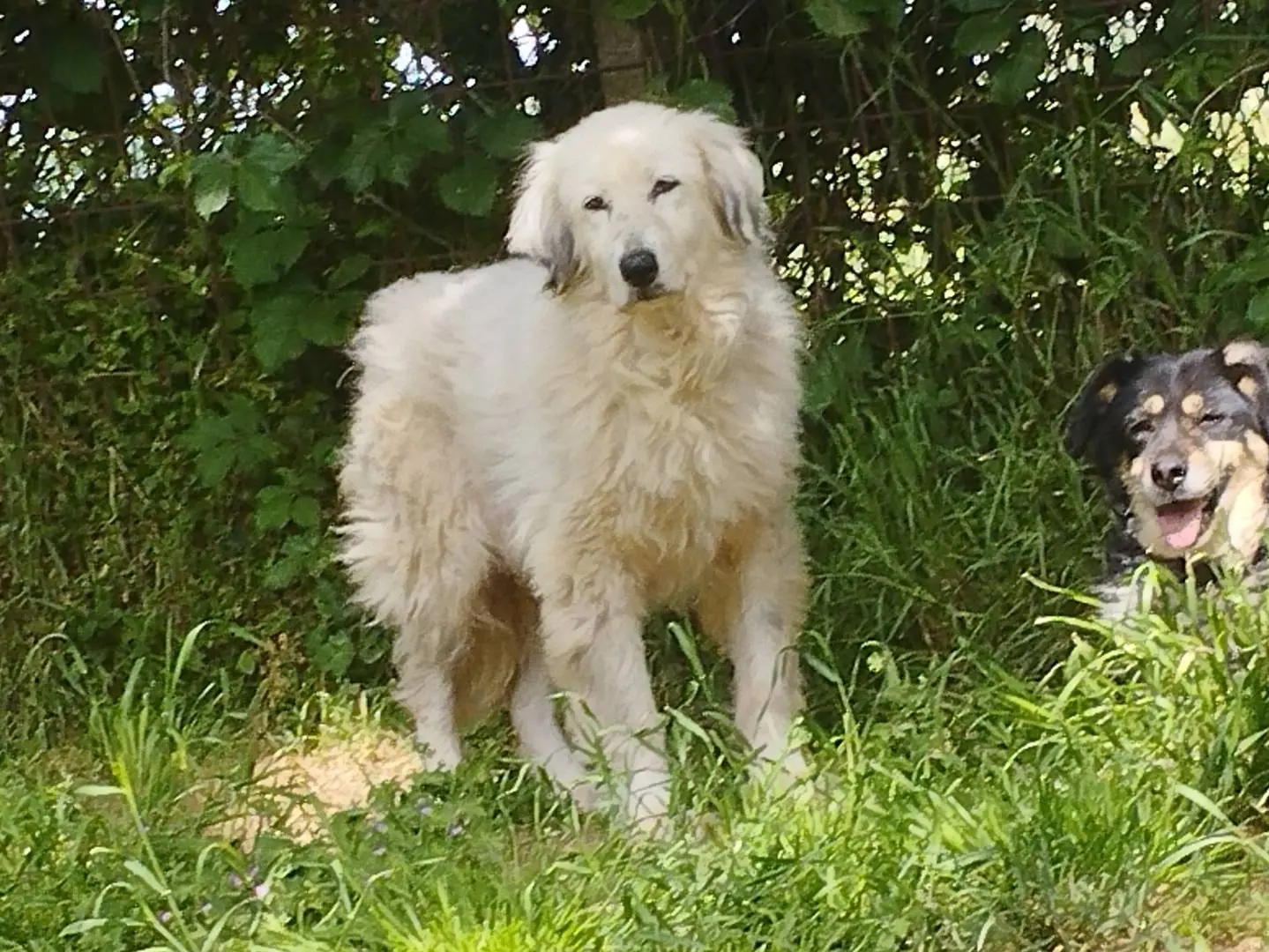 Adozione cane, femmina, Razza sconosciuta Razza sconosciuta, 9 anni e 8 mesi, taglia media, Pavia