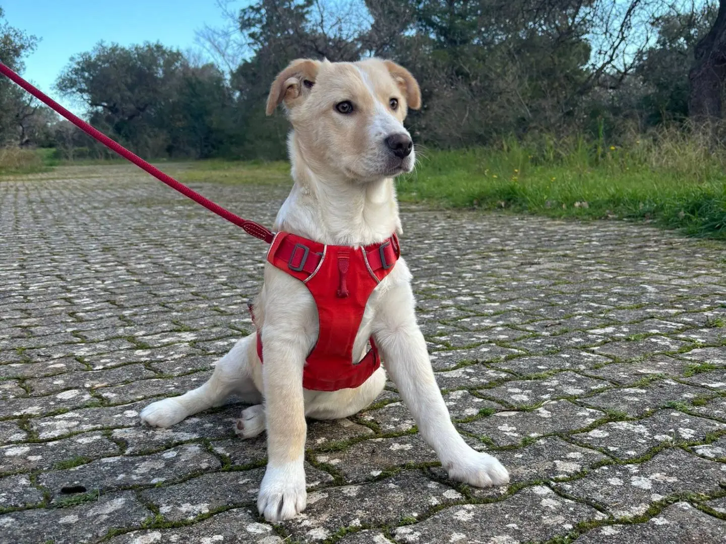Adozione cane, maschio, Razza sconosciuta Razza sconosciuta, 11 mesi, taglia media, Bari