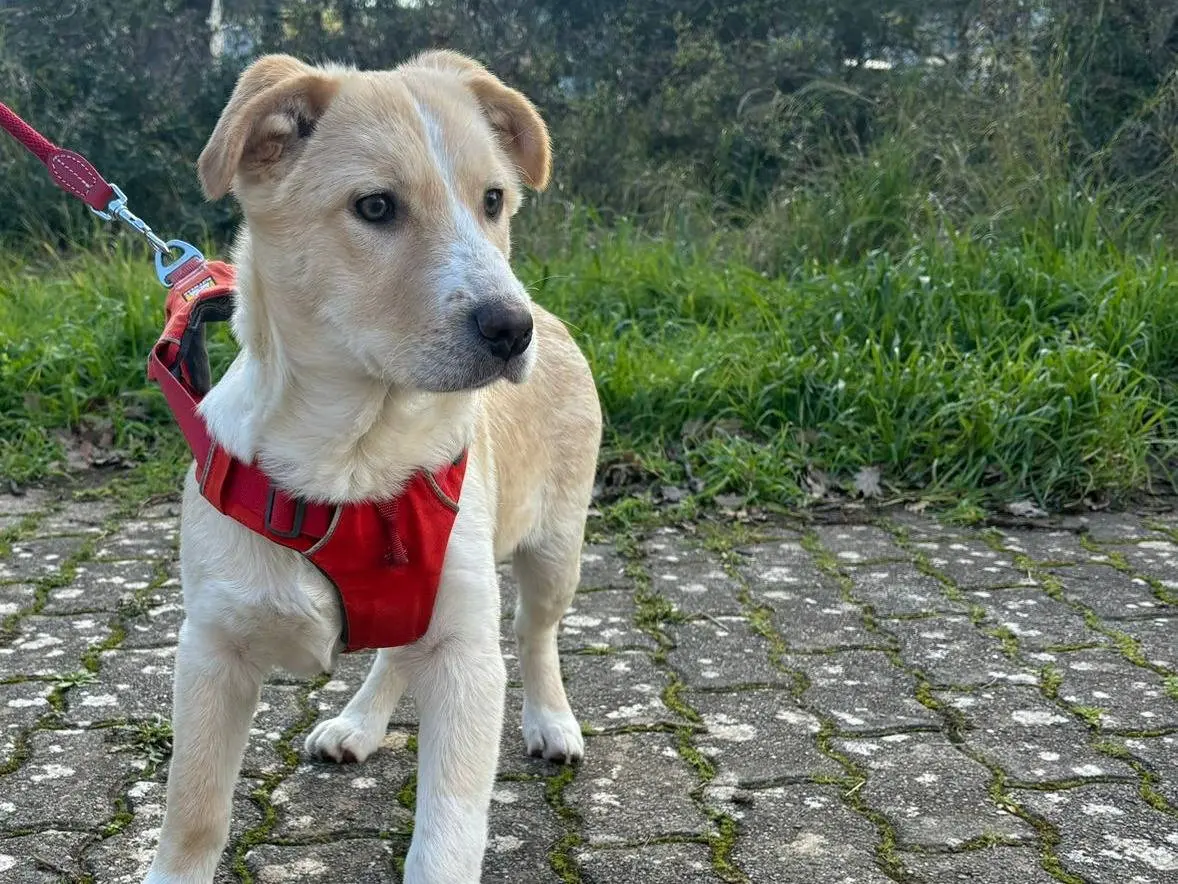 Adotta un cane, maschio, 11 mesi, Bari