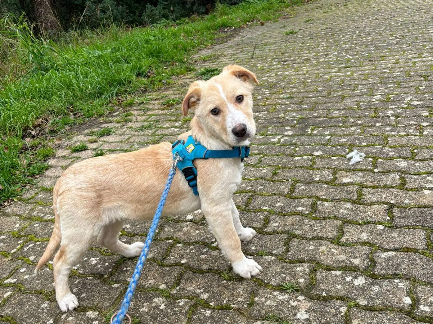 Adotta un cane, taglia media, maschio, Bari