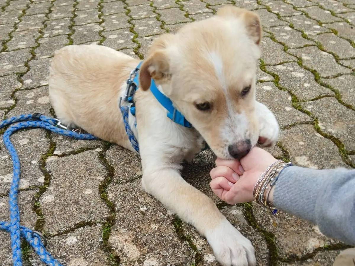 Adotta il cane Vischio a Bari