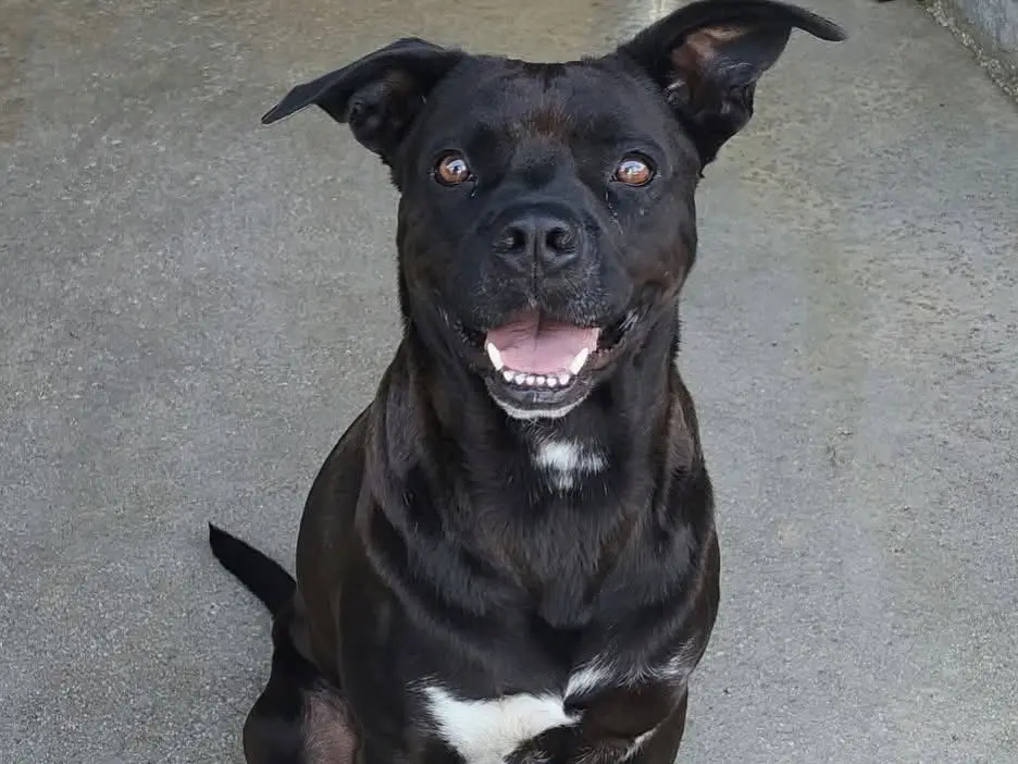 Adotta un cane, maschio, 4 anni e 4 mesi, Latina