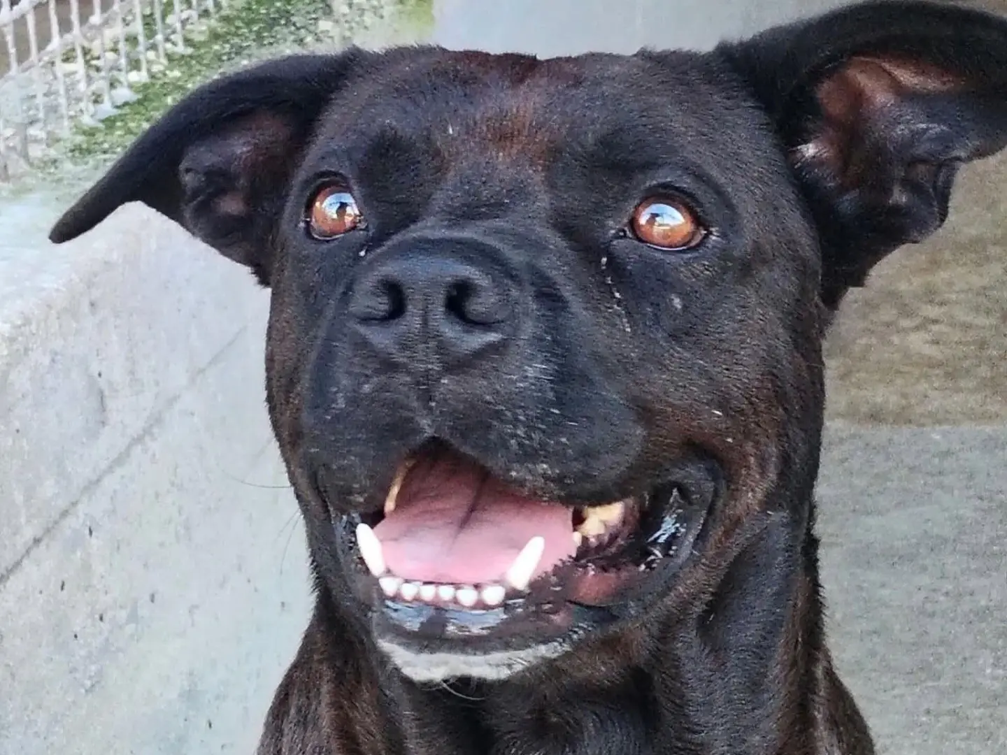 Adozione cane, maschio, Pitbull Razza sconosciuta, 4 anni e 4 mesi, taglia media, Latina