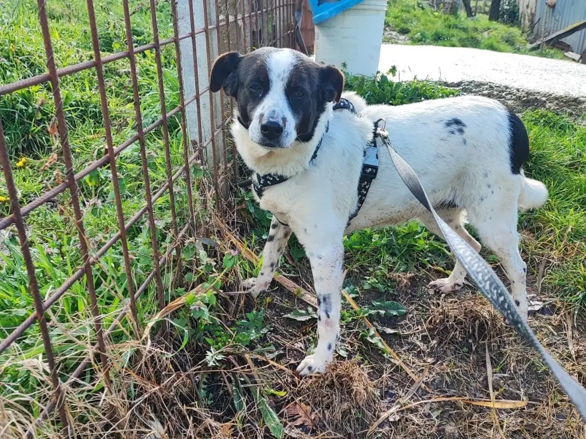 Adotta il cane Ria a Avellino