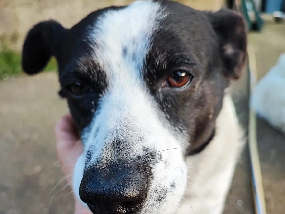 Adozione cane, femmina, Razza sconosciuta Razza sconosciuta, 9 anni e 6 mesi, taglia media, Avellino