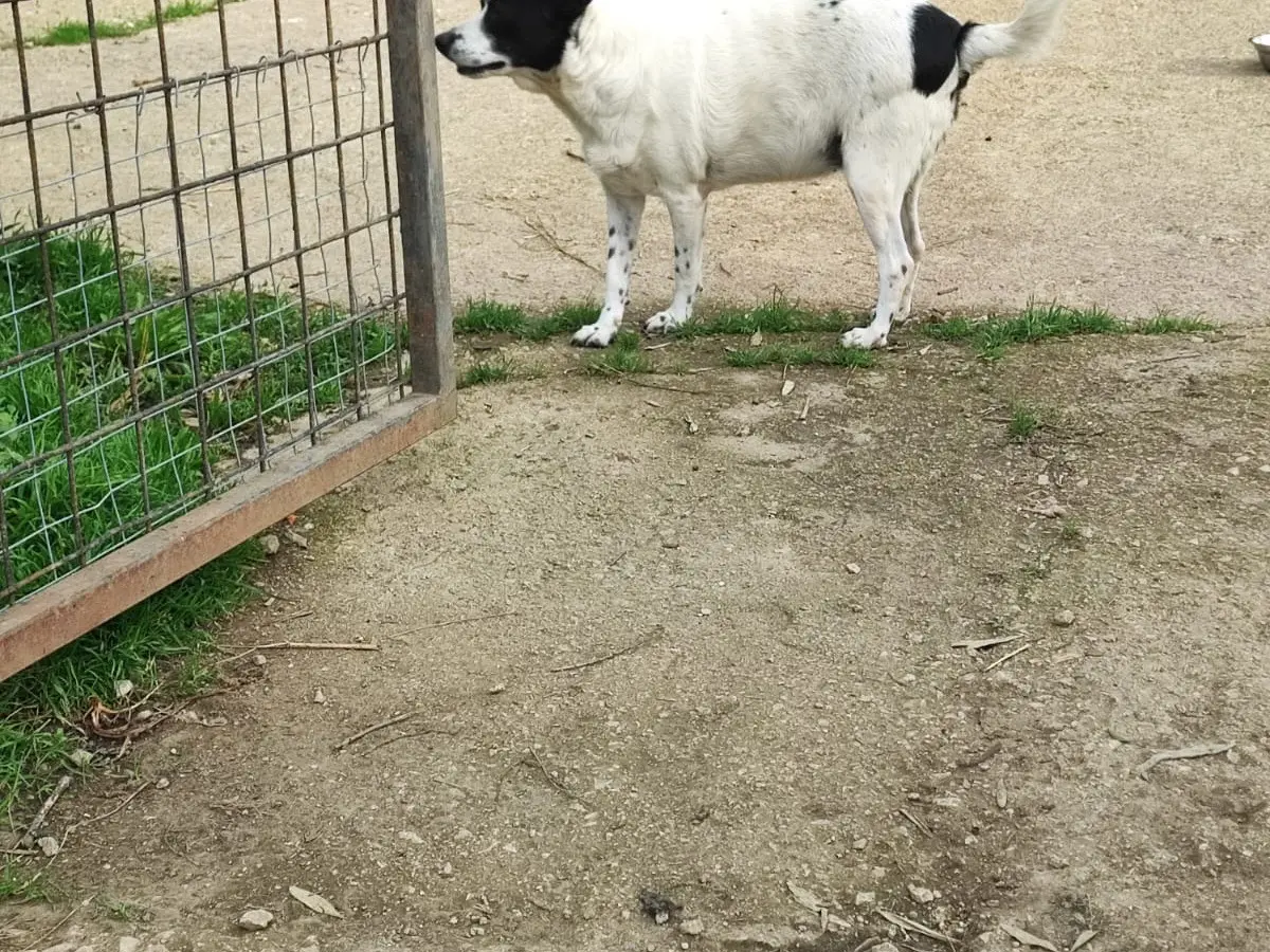 Adotta un cane, femmina, 9 anni e 6 mesi, Avellino