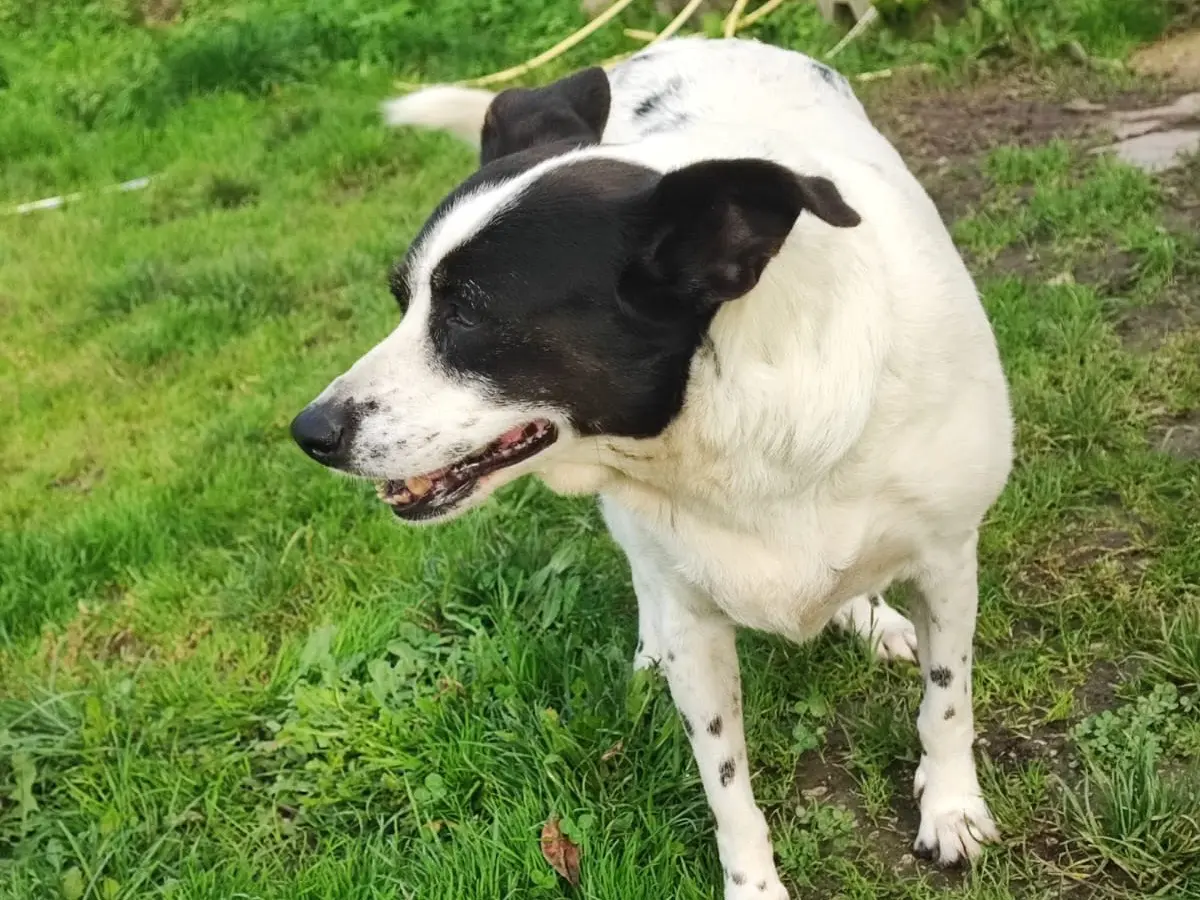 Vuoi adottare un cane a Avellino?