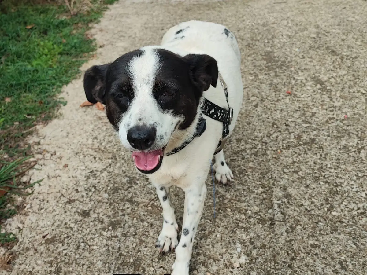 Adotta un cane, taglia media, femmina, Avellino