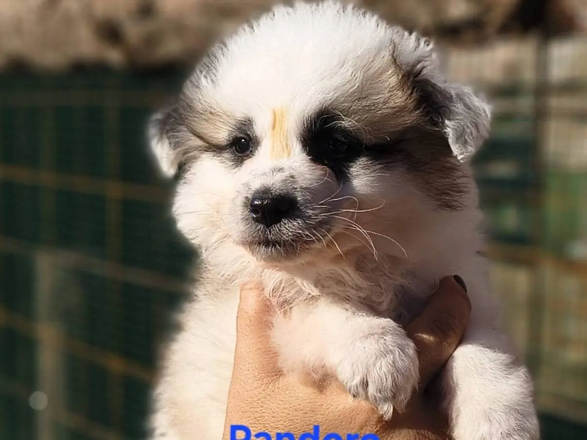 Adozione cane, maschio, Razza sconosciuta Razza sconosciuta, 1 anno, taglia media contenuta, Crotone