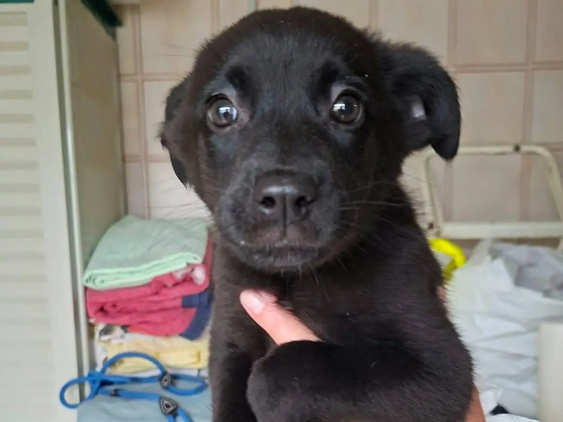 Adozione cane, femmina, Razza sconosciuta Razza sconosciuta, 2 mesi, taglia media contenuta, Ancona