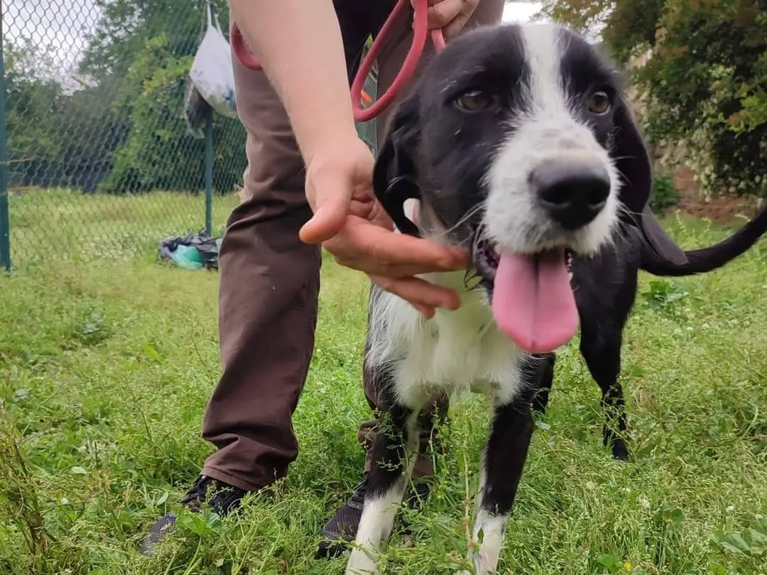 Adotta un cane, maschio, 5 anni e 9 mesi, Viterbo