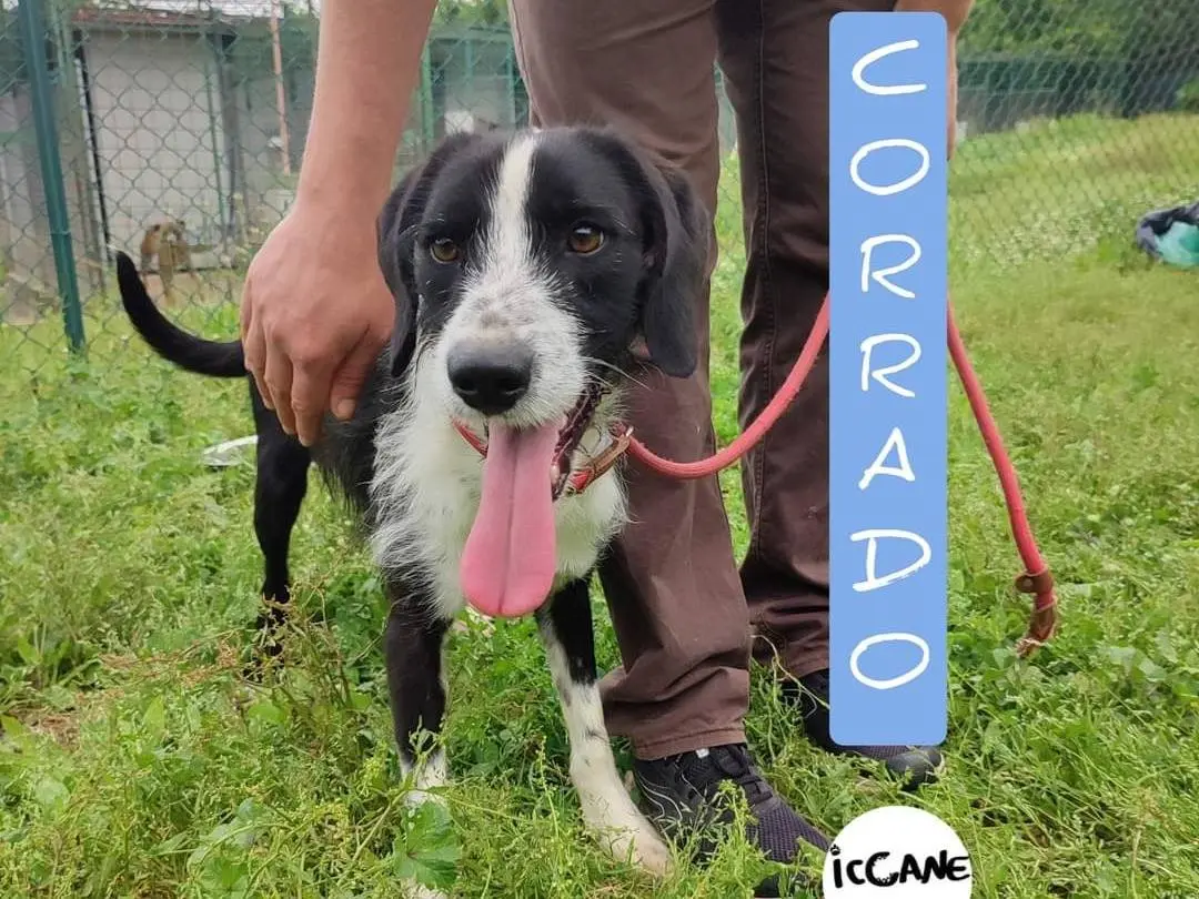 Adozione cane, maschio, meticcio, 5 anni e 9 mesi, taglia media contenuta, Viterbo