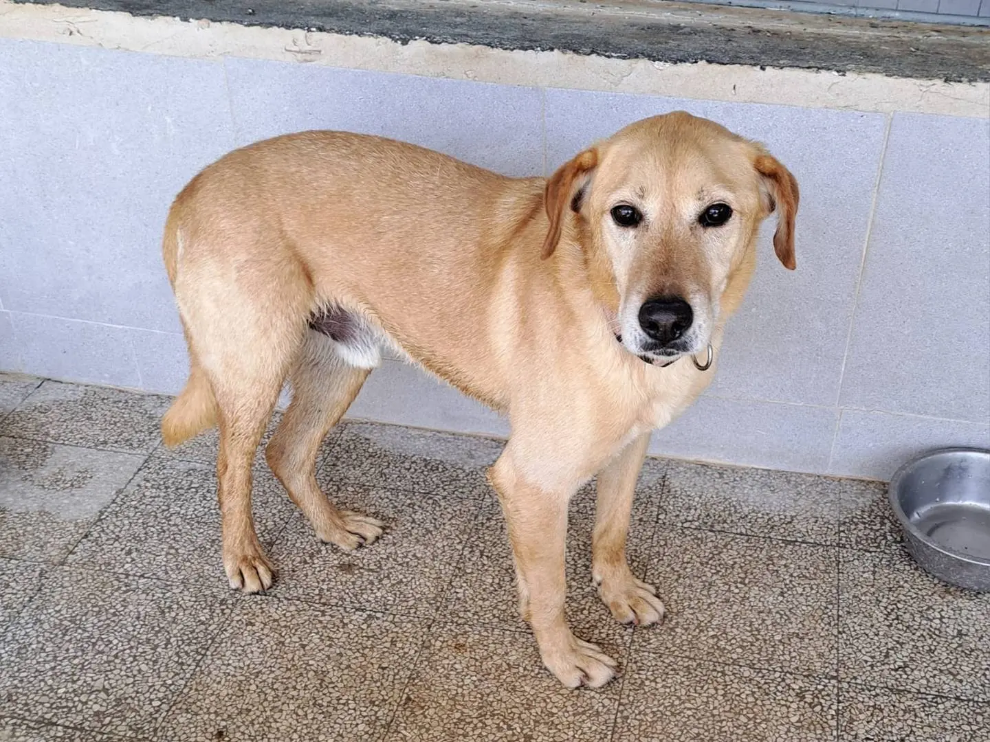 Adozione cane, maschio, Labrador Retriever Razza sconosciuta, 10 anni e 11 mesi, taglia media, Caserta