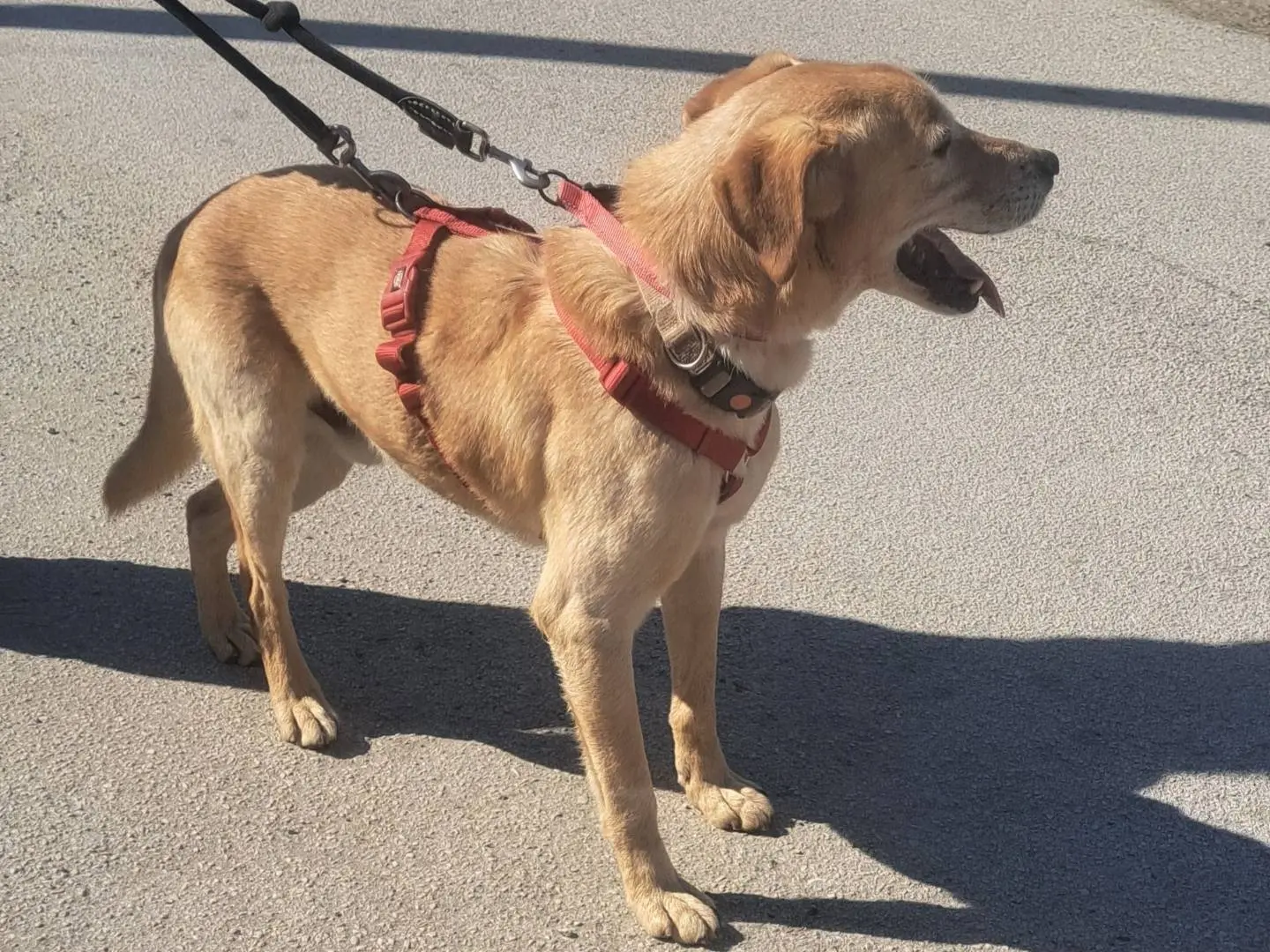 Adotta un cane, maschio, 10 anni e 11 mesi, Caserta