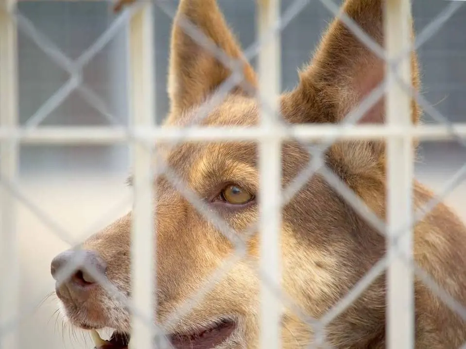 Adotta un cane, maschio, 11 anni e 3 mesi, Taranto